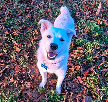 Photo of Tucker