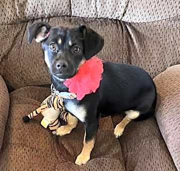 Photo of Lulu - ADOPTION IN PROCESS