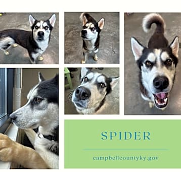 Photo of Spider
