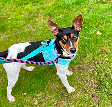 Photo of Paisley