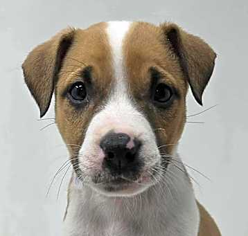 Photo of Unforgettable *foster needed*