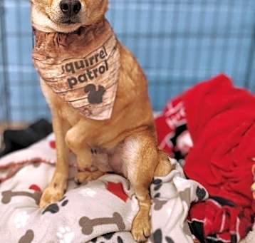 Photo of Rascal