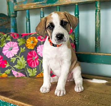 Photo of Zinnia