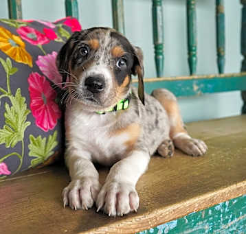 Photo of Aster