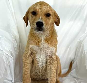 Photo of Honey