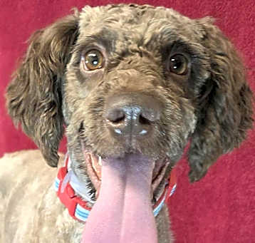 Photo of Fireworks *foster needed*