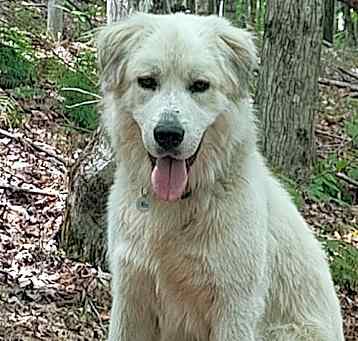 Photo of Grizzly in VT