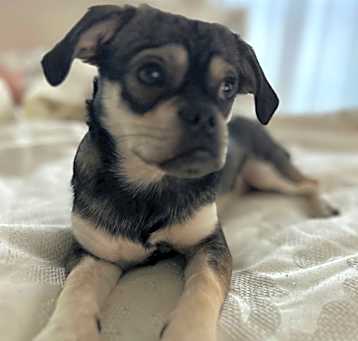Photo of Pookie
