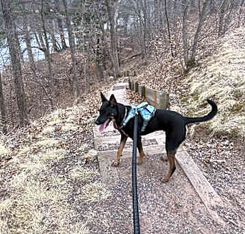 Photo of Koda