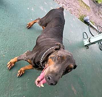 Photo of Oden