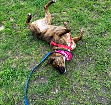 Photo of Josie