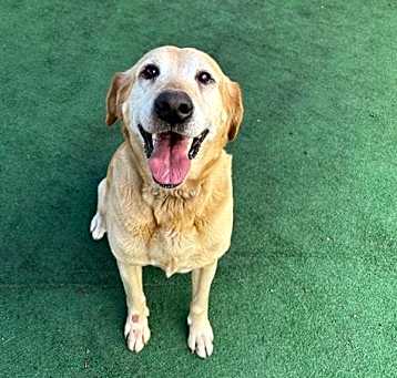 Photo of HONEY