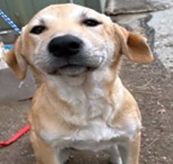 Photo of Daphne