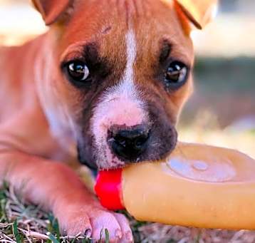 Photo of Hazel (puppy)