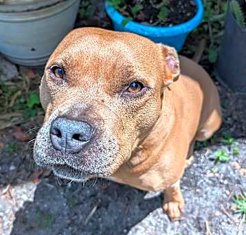 Photo of Diesel