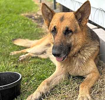 Photo of Gunner