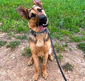 Photo of Bear (FOSTERED IN MARYLAND)