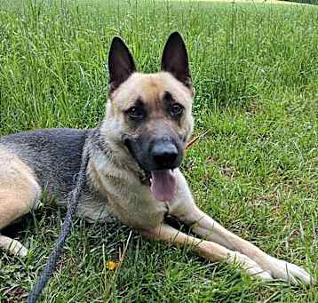 Photo of LJ (FOSTERED IN MARYLAND)