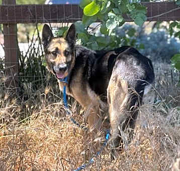 Photo of Bailey