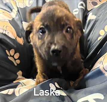 Photo of Laska