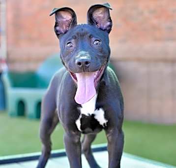 Photo of Bolt