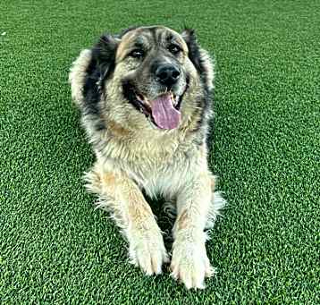 Photo of Bo