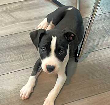 Photo of Jingle