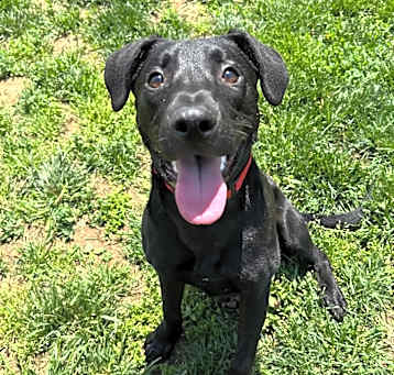Photo of Romeo