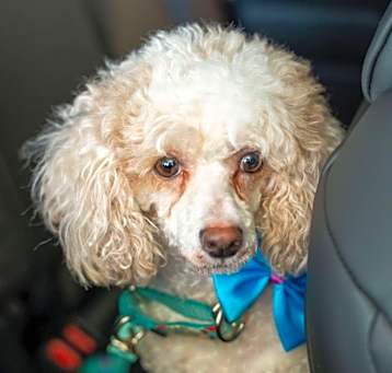 Photo of Butterscotch