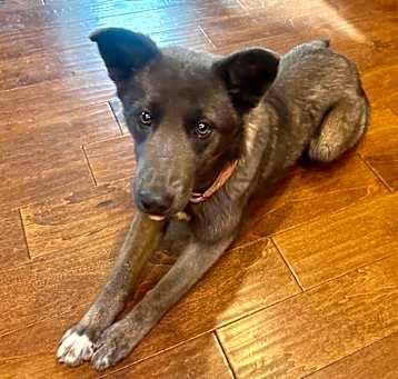 Photo of Talia - Good w/ Dogs & People