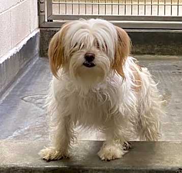 Photo of IEPA-Stray-17191