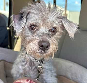 Photo of Taco 2