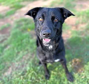 Photo of Pepper