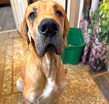 Photo of Maverick
