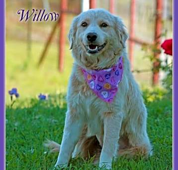 Photo of Willow in TX