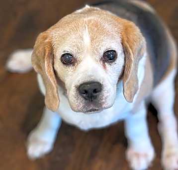 Photo of Junebug