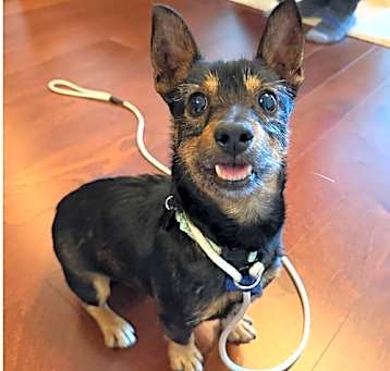 Photo of Scout