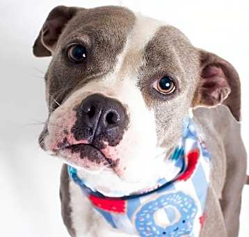 Photo of Stella