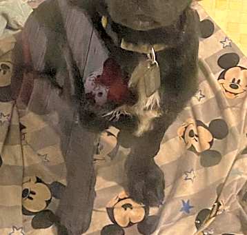 Photo of Shadow