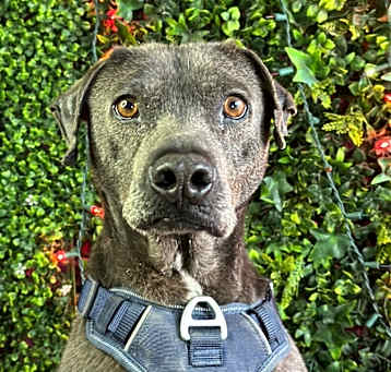 Photo of Cosmo