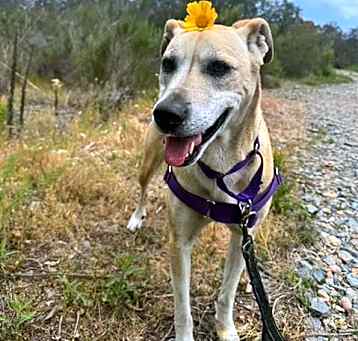 Photo of DAISY