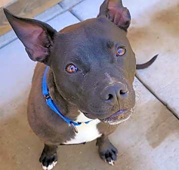 Photo of CHOOPY