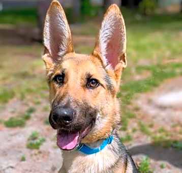 Photo of Leonidas