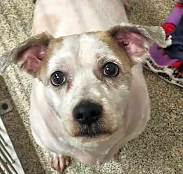 Photo of Buddy