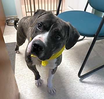 Photo of Bandit