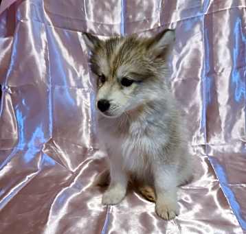 Photo of Moana