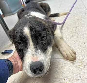 Photo of Sassy Stars - Hold until 5/12