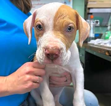 Photo of Murdock-Adoptable Awaiting S/N