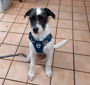 Photo of Alfie