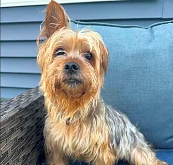 Photo of Rue in TX